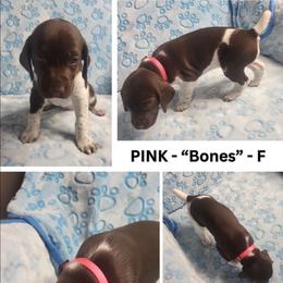PINK - Bones - Liver and white female German Shorthaired Pointer puppy in Gilbert, Arizona from Stellar GSPs