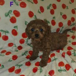 Ali - Red female Cavapoo puppy in Copan, Oklahoma from Lebel Cavapoos