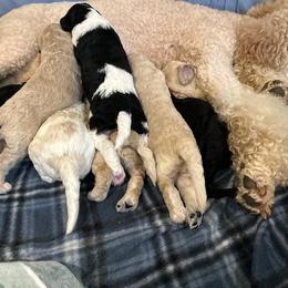 Poodle Puppies from CURLS KENNEL