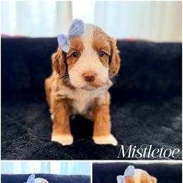 Mistletoe - Red female Australian Labradoodle puppy in Summerfield, North Carolina from Four Oaks Labradoodles