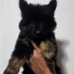 Pink Female - Black and tan female German Shepherd puppy in Ocala, Florida from Guardian Shepherds