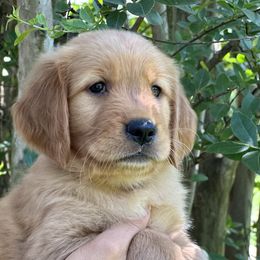 Golden Retriever Puppies from Carolina Breeders Family