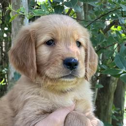 Golden Retriever Puppies from Carolina Breeders Family