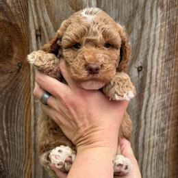 No Collar Girl - Apricot female Goldendoodle puppy in San Augustine, Texas from Vintage Doodles