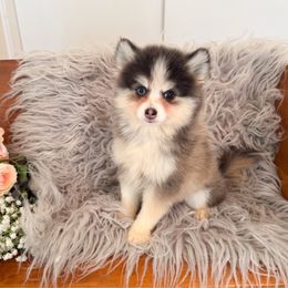 Bluebell - Blue female Pomsky puppy in La Verne, California from Red Cedar Pomskies