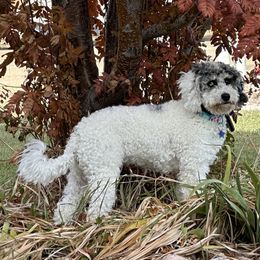 Gemma - Bernedoodle