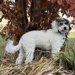 Gemma - Bernedoodle