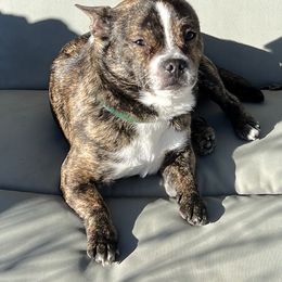 Aussiedoodle Puppies from Hearth&Hound Doodles