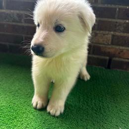 Dahphne - White female German Shepherd puppy in Yuba City, California from Barton’s German Shepherds