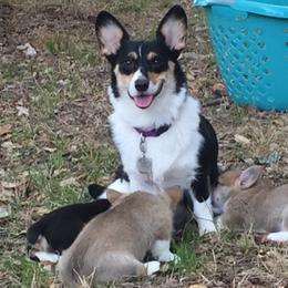 Pembroke Welsh Corgis from XOXO Corgis