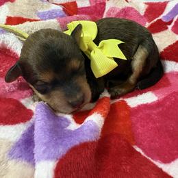Lovey - Sable female Poodle puppy in Conway, Arkansas from Arkansas River Poodles