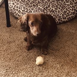 Coco wiener  - Dachshund