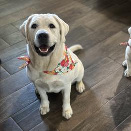 Labrador Retriever Puppies from Bohlken Labradors