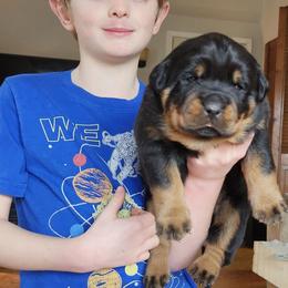 Rottweiler Puppies from Von Hause Gaelic