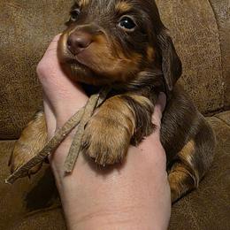 Pink Collar Female - Chocolate and cream female Dachshund puppy in Otto, North Carolina from Windy Ridge Dachshunds