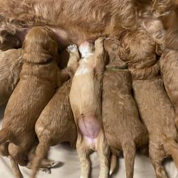 Goldendoodle Puppies from The Doodle grove