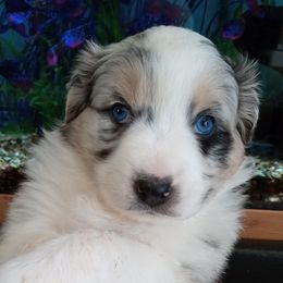 Australian Shepherd Puppies from 2bar Aussies