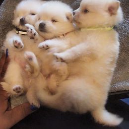 Pomeranian Puppies from Ramos' Pommies