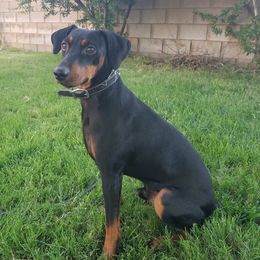 MAX - German Pinscher