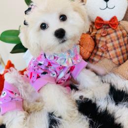 SKY - White female Maltipoo puppy in Sugar Land, Texas from Celebrity Maltipoos