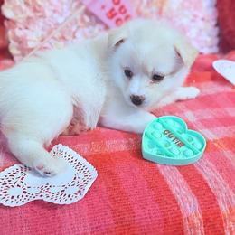Pomsky Puppies from Nebula Ranch Pomskies