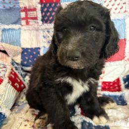 Orange collar - Black and white male Sheepadoodle puppy in Eleva, Wisconsin from Molly’s Doodles