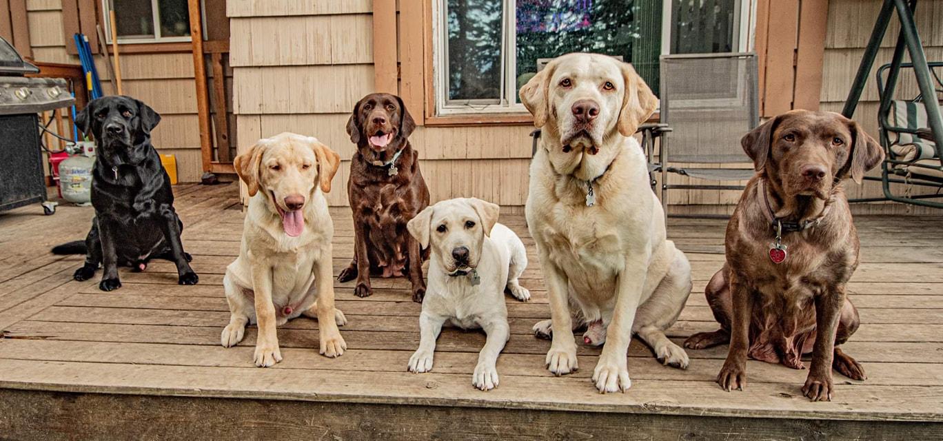 Cash Money Kennel in Idaho Dilute Retriever puppies Good Dog