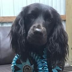 Boykin Spaniels and Brittanys from Brier Ridge Kennels & Outfitters