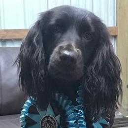 Boykin Spaniels and Brittanys from Brier Ridge Kennels & Outfitters