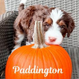 Paddington (Blue Boy) - Tri-color male Bernedoodle puppy in Boiling Springs, South Carolina from OlliePups, LLC