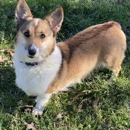 Maggie - Pembroke Welsh Corgi