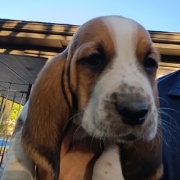 Girl 3 - female Basset Hound puppy in Richland Hills, Texas from The Basset Family