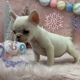 Maple - Cream female French Bulldog puppy in Tulsa, Oklahoma from EvergreenEliteKennel