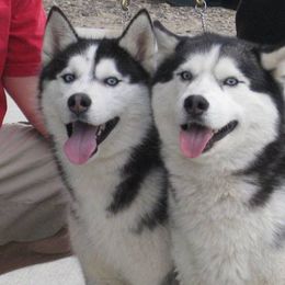 Siberian Husky All Grown Up from AVADAR Siberians