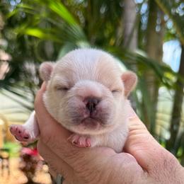 Chanel - Cream female French Bulldog puppy in Largo, Florida from Big Daddy Frenchies