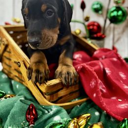 Hoyt - Black and rust male Doberman Pinscher puppy in Aredale, Iowa from Royal Dynasty Dobermann Kennel
