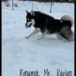Kaplan - Pomsky