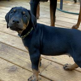 Doberman Pinscher Puppies from Bhon Mhuir Dobermanns