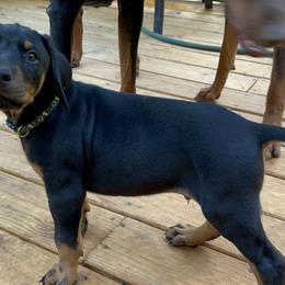 Doberman Pinscher Puppies from Bhon Mhuir Dobermanns