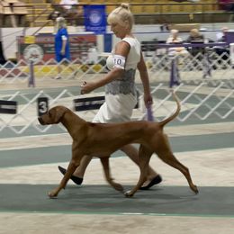 SAMOA - Rhodesian Ridgeback