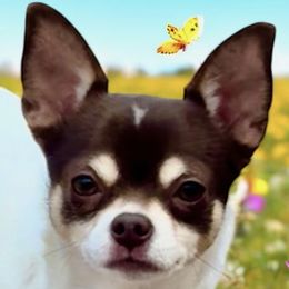 MARIGOLD - Chihuahua