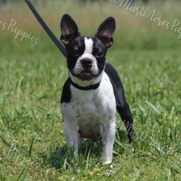 Frannie - Boston Terrier