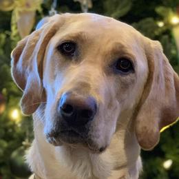 Labrador Retrievers from Blackbird Labradors