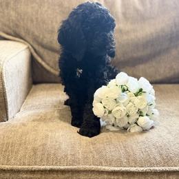 Coco - Black male Goldendoodle puppy in Arlington, Texas from Chambers Doodle Patch