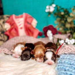 Red - Chocolate female Australian Labradoodle puppy in Decatur, Alabama from Southern Meadows Doodles