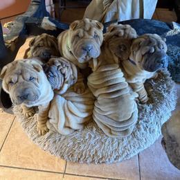 Girl 5 - Red fawn female Chinese Shar-Pei puppy in Fairfield, Texas from Majesty SharPei