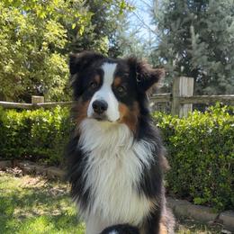 Blaise - Australian Shepherd