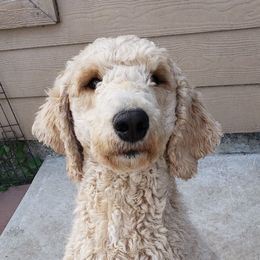 Hennessy - Poodle