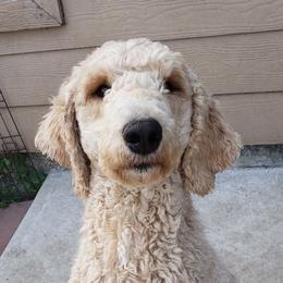 Hennessy - Poodle