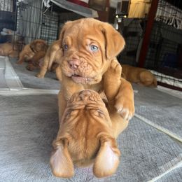 Dogue de Bordeaux Puppies from Rogue Bordeaux